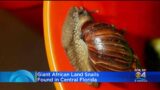 Giant Snails Causing Meningitis Outbreak In Central Florida