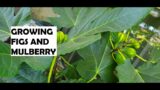 Growing Figs and Mulberry
