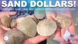 HUNDREDS Of Sand Dollars & AMAZING Beach Finds | Sand Dollar Score | Virtual Shelling | Plum Island