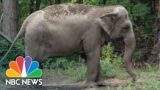 Herd In The High Court: A Bronx Zoo Elephant Is Legally Being Considered As Person