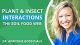 How Soil Food Webs Shape Plant-Insect Interactions | Dr. Adrienne Godschalx