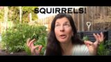 How to Keep Squirrels Out of the Garden – Your Questions Answered