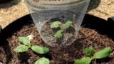How to protect seedlings from chipmunks and rabbits | DIY garden cloche