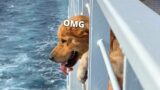 I Took My Dog on an INCREDIBLE Ferry Ride