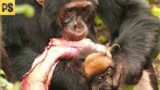 INSANE Hunting Moments of Primates | Pet Spot