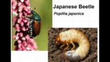 Japanese Beetle in the Home Landscape