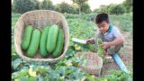 Little boy cook winter melon in countryside / Stuffed winter melon cooking