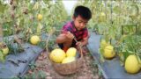 Little boy in countryside pick melon from grandmother's farm / Yummy sweet melon