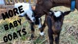 MORE BABY GOATS – CHICKEN ESCAPE – HOMESTEADING ALASKA