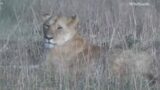 Mara lions, Tlalamba leopard found, Cara leopard, WildEARTH, PM Aug 20 2022