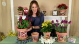 Mr. Sunshine 8" and 6" Terracotta Planters with Vintage Art on QVC