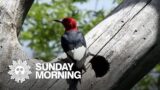 Nature: Red-headed woodpeckers
