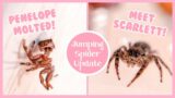 Penelope Molted! And Meet Scarlett! (Jumping Spider Update!)