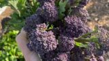 Planting purple sprouting broccoli for winter and spring harvest