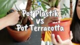 Pro & Kontra pot terracotta & pot plastik | Mending mana ya?