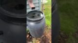 Rain Barrel already overflowing! #shorts