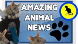 Rats to the Rescue! || Amazing Animal News Episode 9