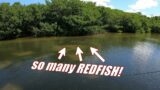 Redfish Numbers Continue To Grow In Sanibel Island, FL! Will Sept. 1st New Ruling Wipe Them Out?
