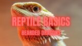 Reptile Basics: How to care for a Bearded Dragon