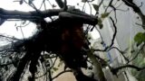 Rescuing a flying-fox tangled in fruit netting:  this is Gaudius