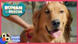 Roman Helps Golden Retriever Find A Home | Roman To The Rescue | @Disney XD x @Dodo Kids