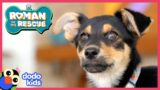 Roman Helps Stray Find A Forever Home | Roman To The Rescue | @Disney XD x @Dodo Kids