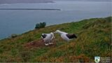 Royal Cam Albatross ~ YRK Preens & Feeds QT! Skycalls, Flapping & Little Hops! 7.28.22