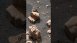 Sea side on Mars spotted by Perseverance Mars Rover