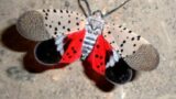 See a Spotted Lanternfly Meet the NJ Teen Behind the Perfect Squish