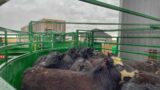 Selling Cattle, Emptying the Feedlots