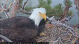 Shadow, Spirit and wind Big Bear Bald Eagle Live Nest Cam