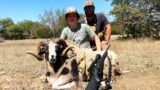 Texas RAM HUNT And Wild Hog European MOUNT