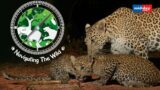 The Coexistence Of Leopards & Mumbaikars | Navigating The Wild With Ranjeet Jadhav