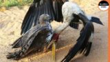The Eagle Tears The Heron And Eat Him Alive