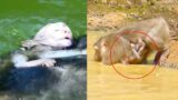 The Mother Monkey Took Her Baby Swimming For The First Time So Carelessly, The Baby Almost Drowned