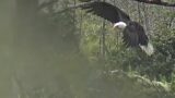 The Search For The New Nest at Glacier Gardens