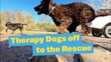Therapy Dogs off to the Rescue