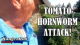 Tomato Hornworm Attack, BT To the Rescue