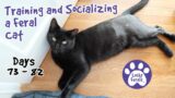 Training And Socializing A Feral Cat * Part 10 * Days 73 – 82 * Cat Video Compilation