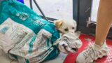 Unwanted Dog Family of 5 Get Delivered to The Rescue Camp in Stuffy Sacks