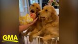 Video of golden retrievers meeting new baby brother goes viral on TikTok I GMA