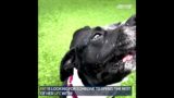 WPBF To The Rescue: Gentle giant Pat ready to love a new family