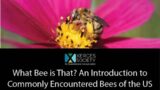 What Bee is That? An Introduction to Commonly Encountered Bees of the US