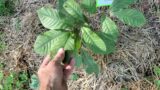 What is the ideal ph range for growing pawpaw fruit trees?