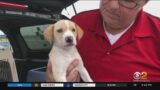 "Pilots to the Rescue" help save animals at risk of being euthanized