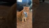 #shorts chonk to the rescue #foryou #foryoupage #cat #catsoftiktok #ch