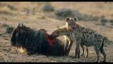 15 HORRIFIC Ways Animals Kill Their Prey | Wildlife Documentary
