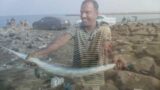 2KG Needle fish Catch and Cook,JEDDAH Fishing