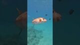 A curious Pufferfish Says Hello | Red Sea Scuba Diving, Naama Bay