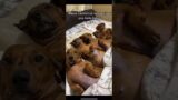 Adorable Dachshunds Lined Up in a Row || ViralHog